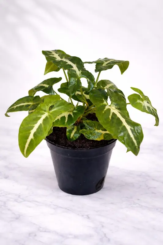 Syngonium Wendlandii Schott Velvet Arrowhead Live Indoor Plant in Nursery Pot