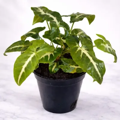 Syngonium Wendlandii Schott Velvet Arrowhead Live Indoor Plant in Nursery Pot by RedHeart