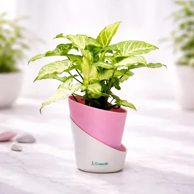 Syngonium Green Plant in Self Watering Designer Pot by RedHeart