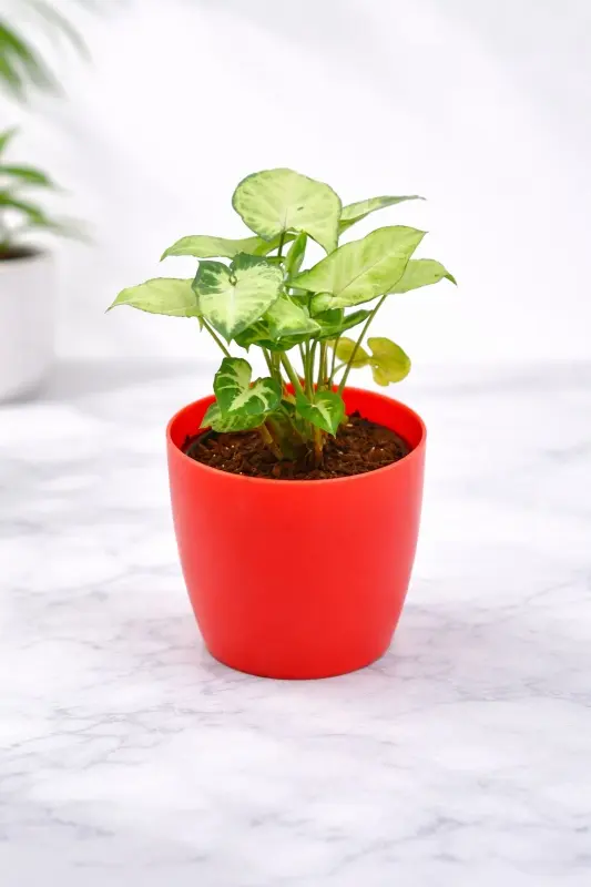 Syngonium Variegated Plant in Red Decorative Pot