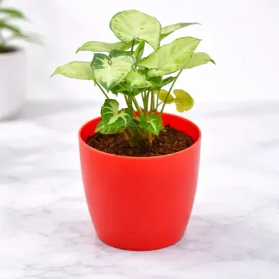 Syngonium Variegated Plant in Red Decorative Pot by RedHeart