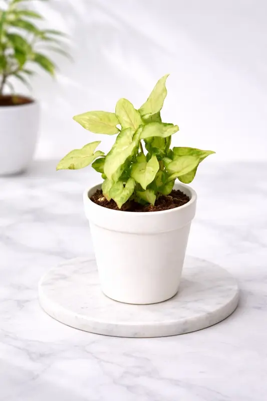 Syngonium White Yami Live Plant in White Plastic Pot
