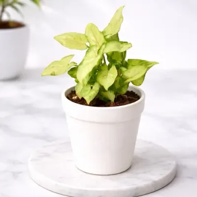 Syngonium White Yami Live Plant in White Plastic Pot by RedHeart
