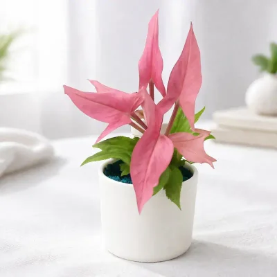 Syngonium Mickey Pink Plant in White Plastic Pot by RedHeart