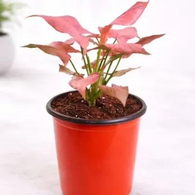 Syngonium Pink Lady Live Indoor Plant in Red Nursery Pot by RedHeart
