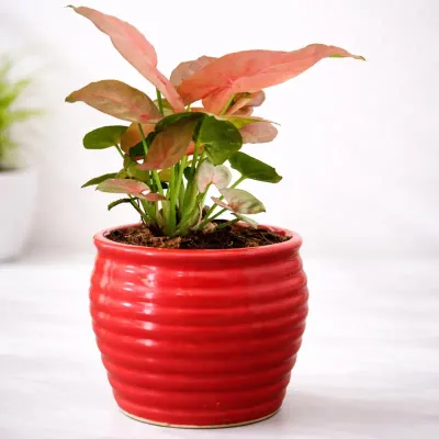 Air Purifying Lucky Syngonium Live Indoor Plant in Red Decorative Pot by RedHeart
