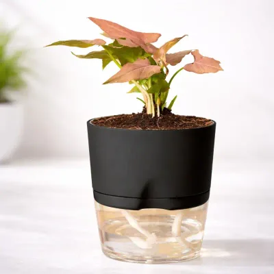 Pink Syngonium Live Plant in Self Watering Pot by RedHeart