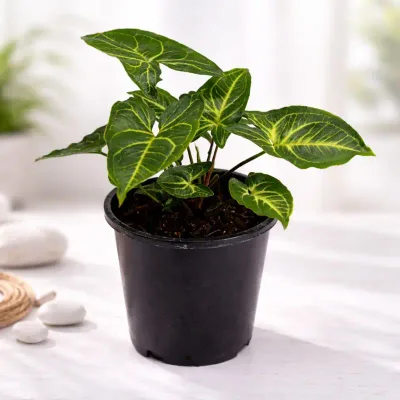 Syngonium Albolineatum Live Indoor Plant in Nursery Pot by RedHeart