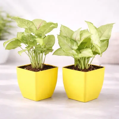 Syngonium Live Indoor Plants in Yellow Square Pots (Set of 2) by RedHeart