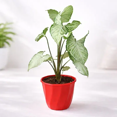 Green Syngonium Live Indoor Plant in Red Pot by RedHeart
