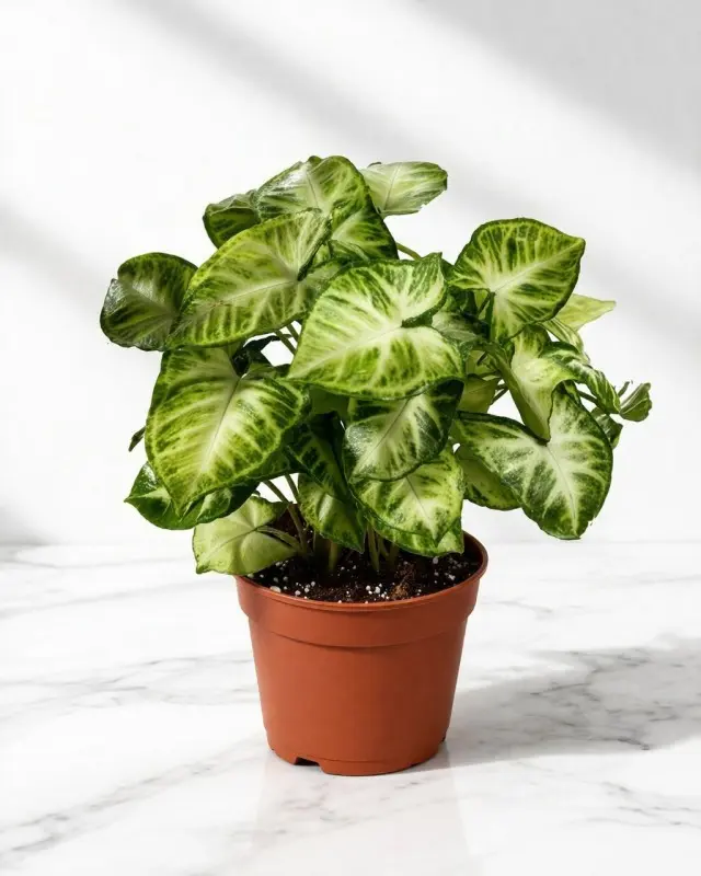 Syngonium Variegated Arrowhead Vine Live Indoor Plant in Nursery Pot