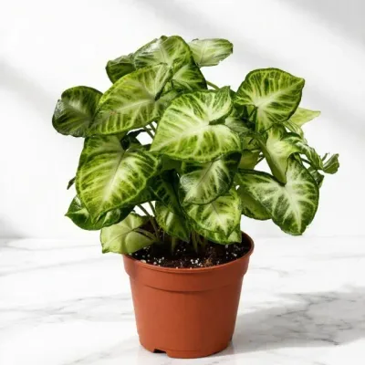 Syngonium Variegated Arrowhead Vine Live Indoor Plant in Nursery Pot by RedHeart
