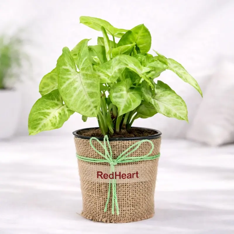 FNP Green Syngonium Live Indoor Plant in Jute Wrapped Pot