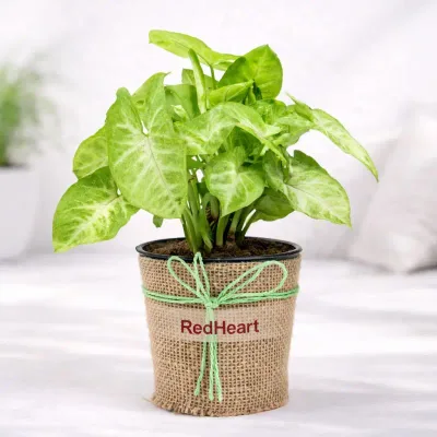 Green Syngonium Live Indoor Plant in Jute Wrapped Pot by RedHeart