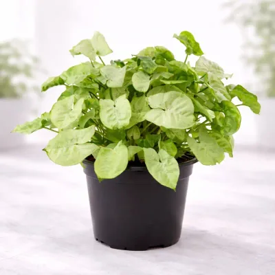 Syngonium Indoor Air Purifier Live Plant in Nursery Pot by RedHeart