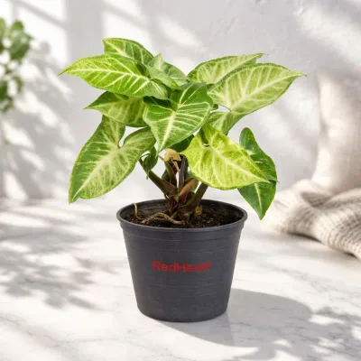 Syngonium Live Indoor Plant in Nursery Pot by RedHeart