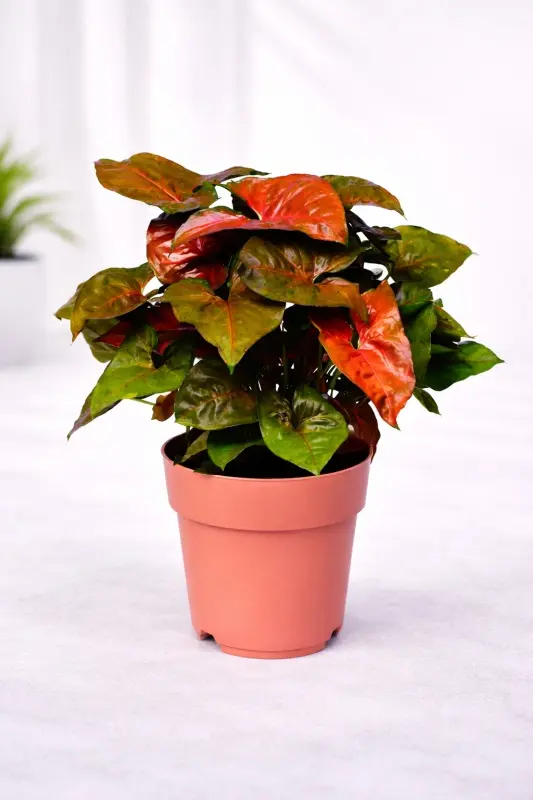 Syngonium Podophyllum Bronze XL Live Indoor Plant in Nursery Pot