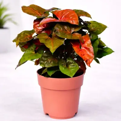 Syngonium Podophyllum Bronze XL Live Indoor Plant in Nursery Pot by RedHeart