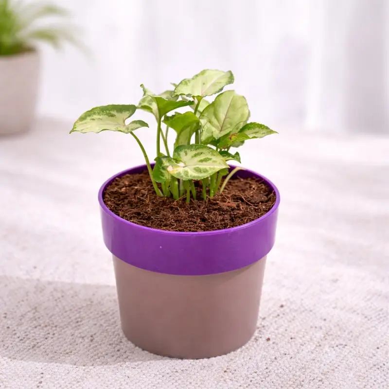 Syngonium Green Plant in Sunnyside Decorative Planter