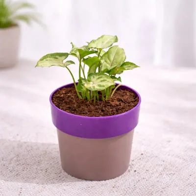 Syngonium Green Plant in Sunnyside Decorative Planter by RedHeart