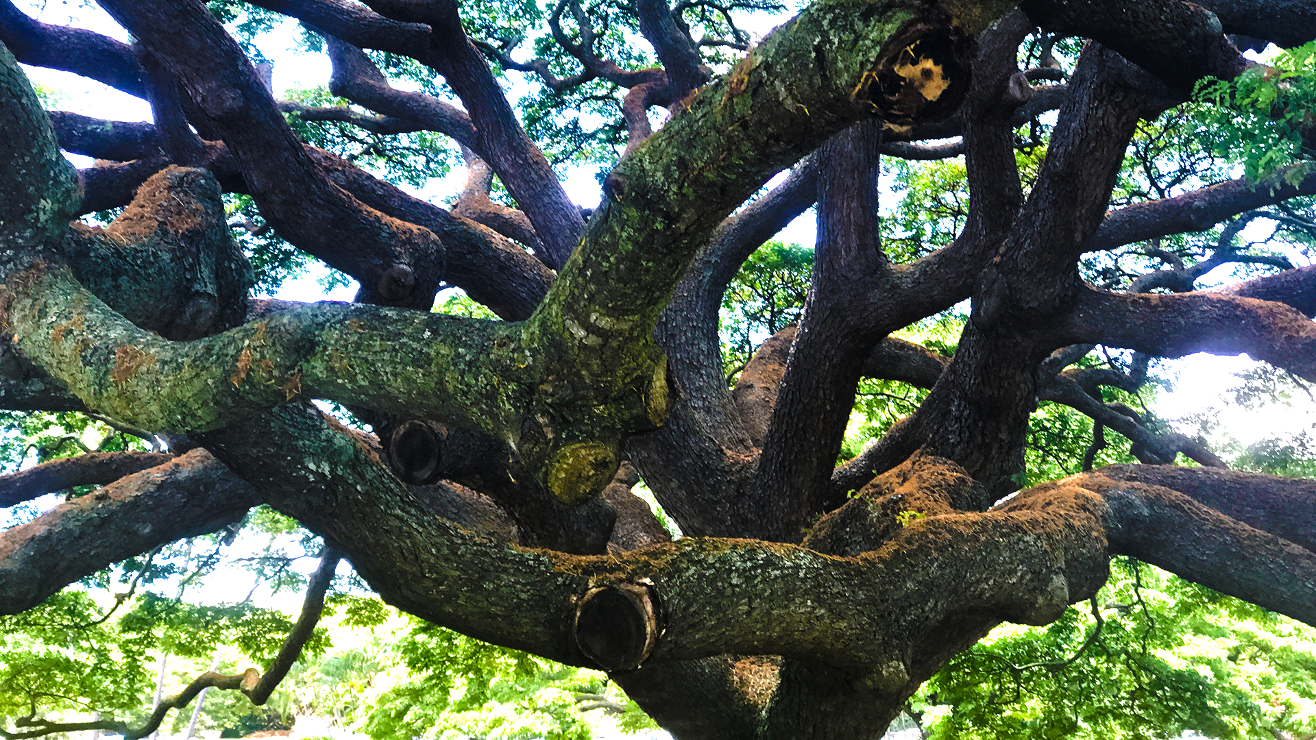 Beautiful MonkeyPod Tree Beautiful MonkeyPod Tree