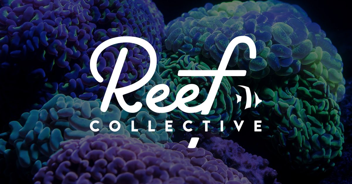 www.reefcollective.com