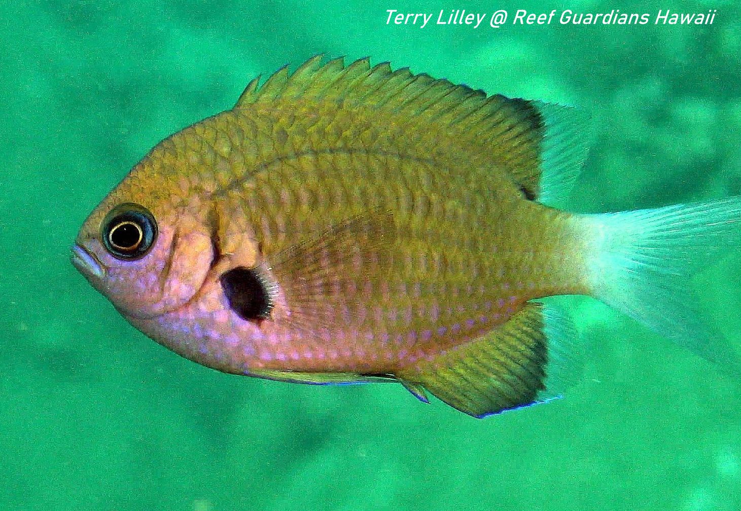 Agile Chromis