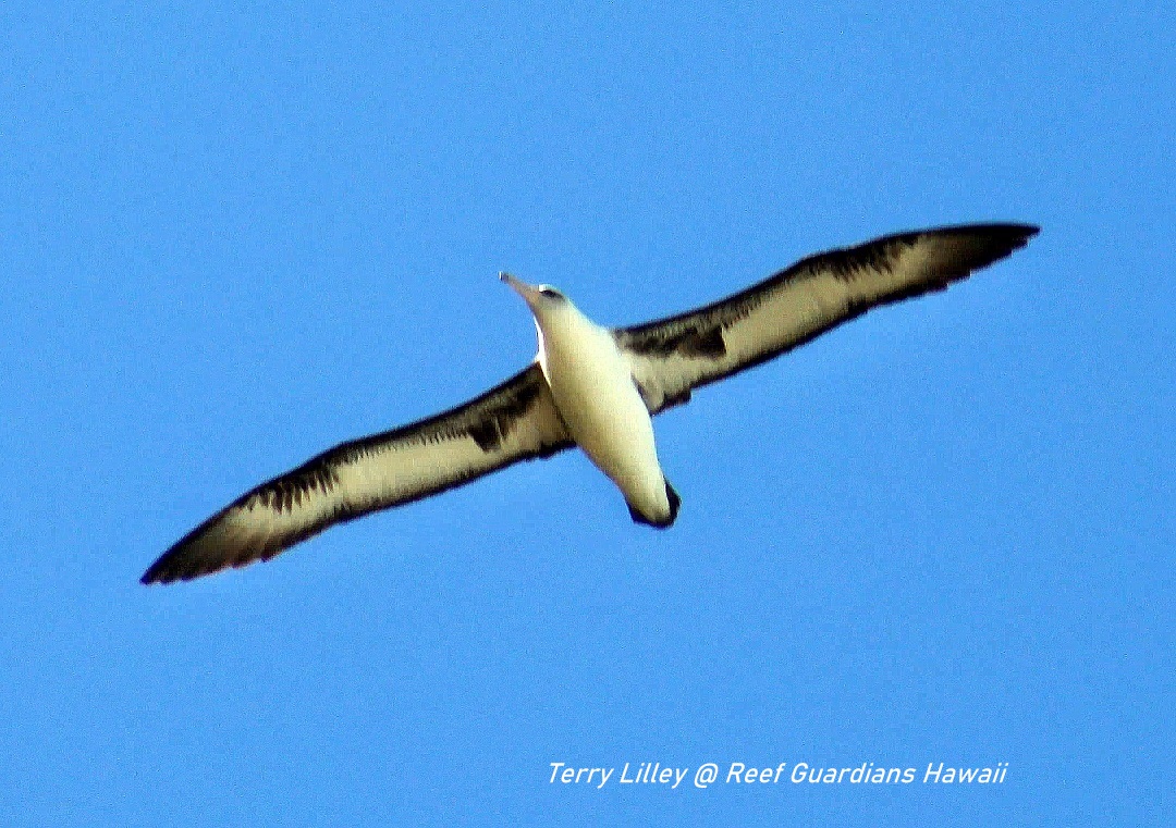 Laysan Albatross