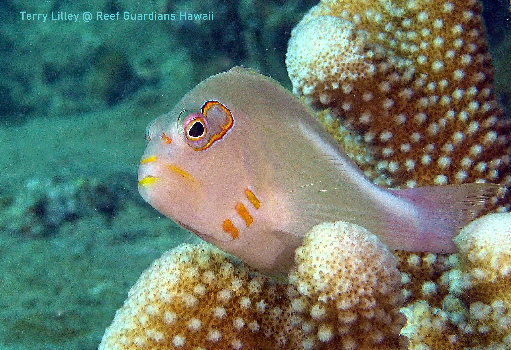 Arc-eye Hawkfish