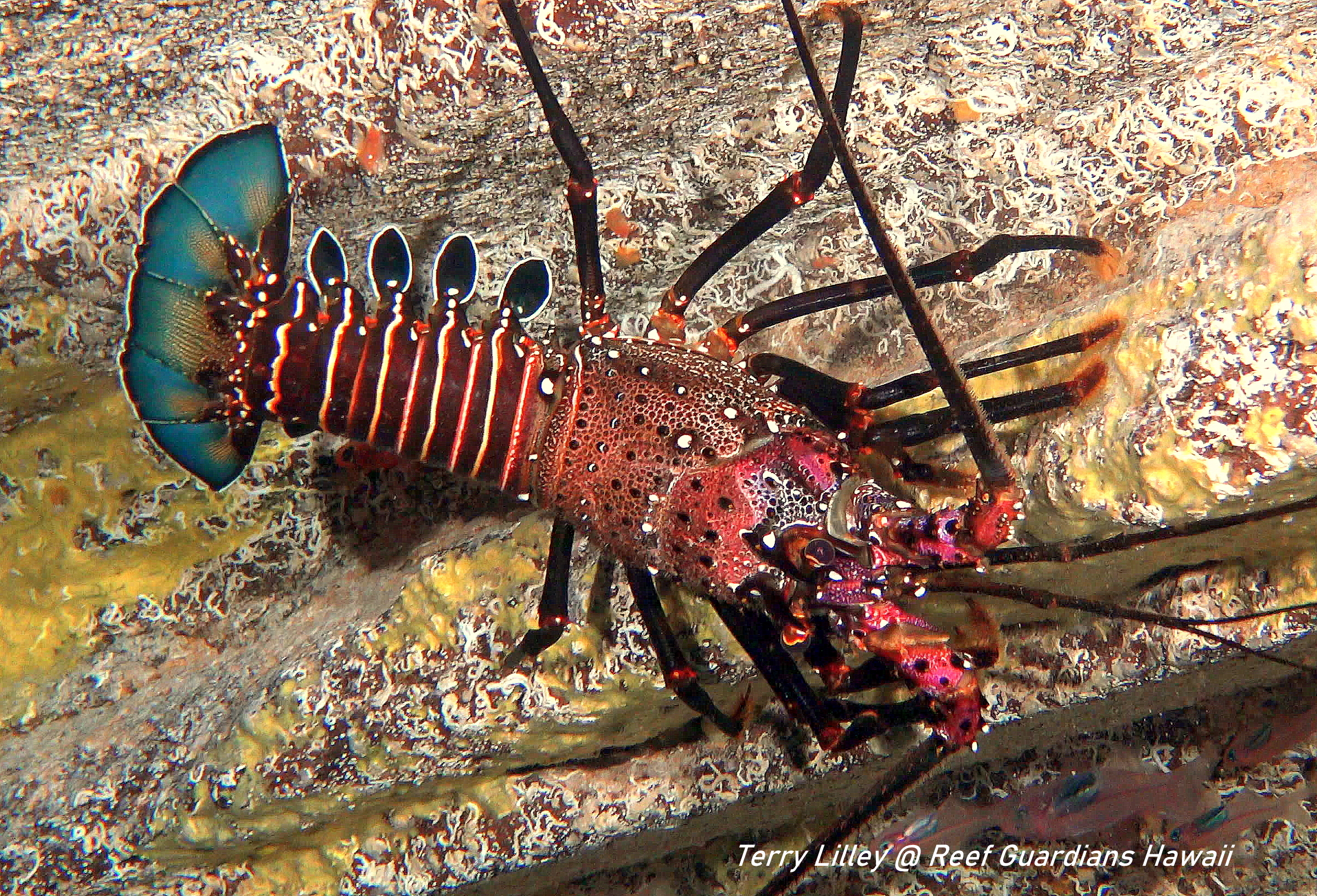 Banded Spiny Lobster
