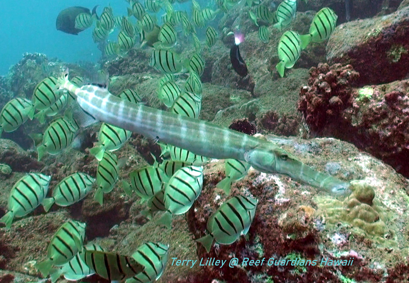 Trumpetfish  Banded Phase