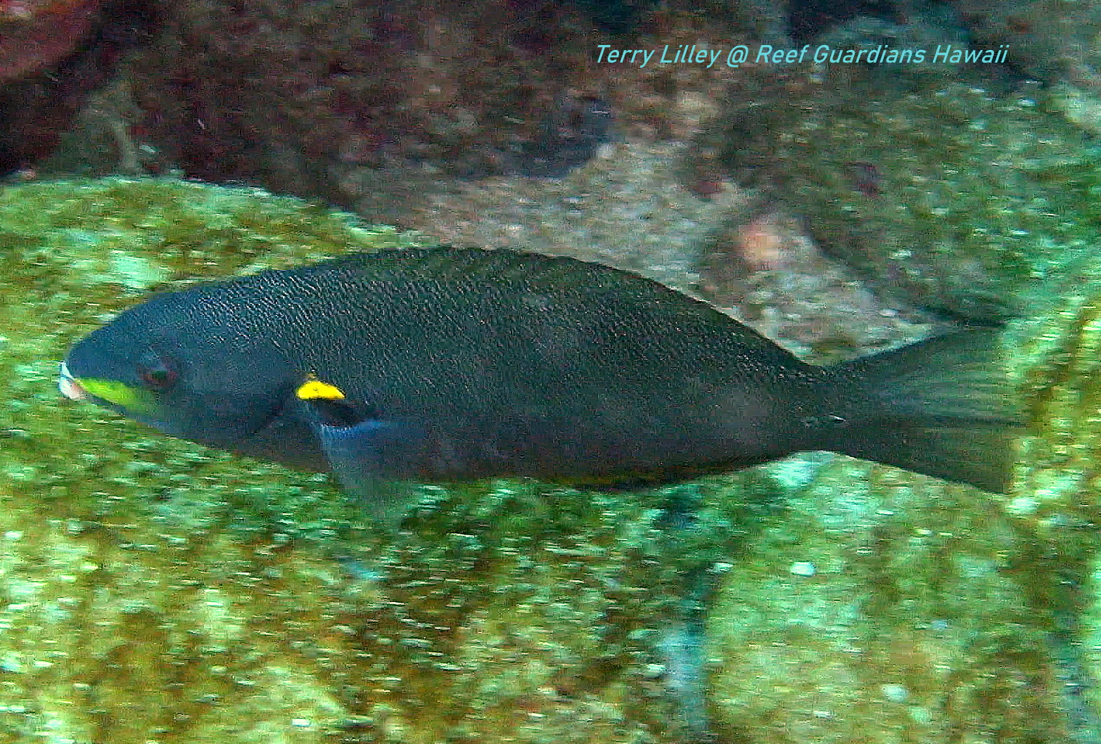 Belted Wrasse   Female