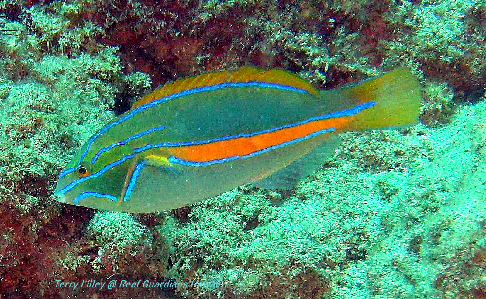Belted Wrasse  Male