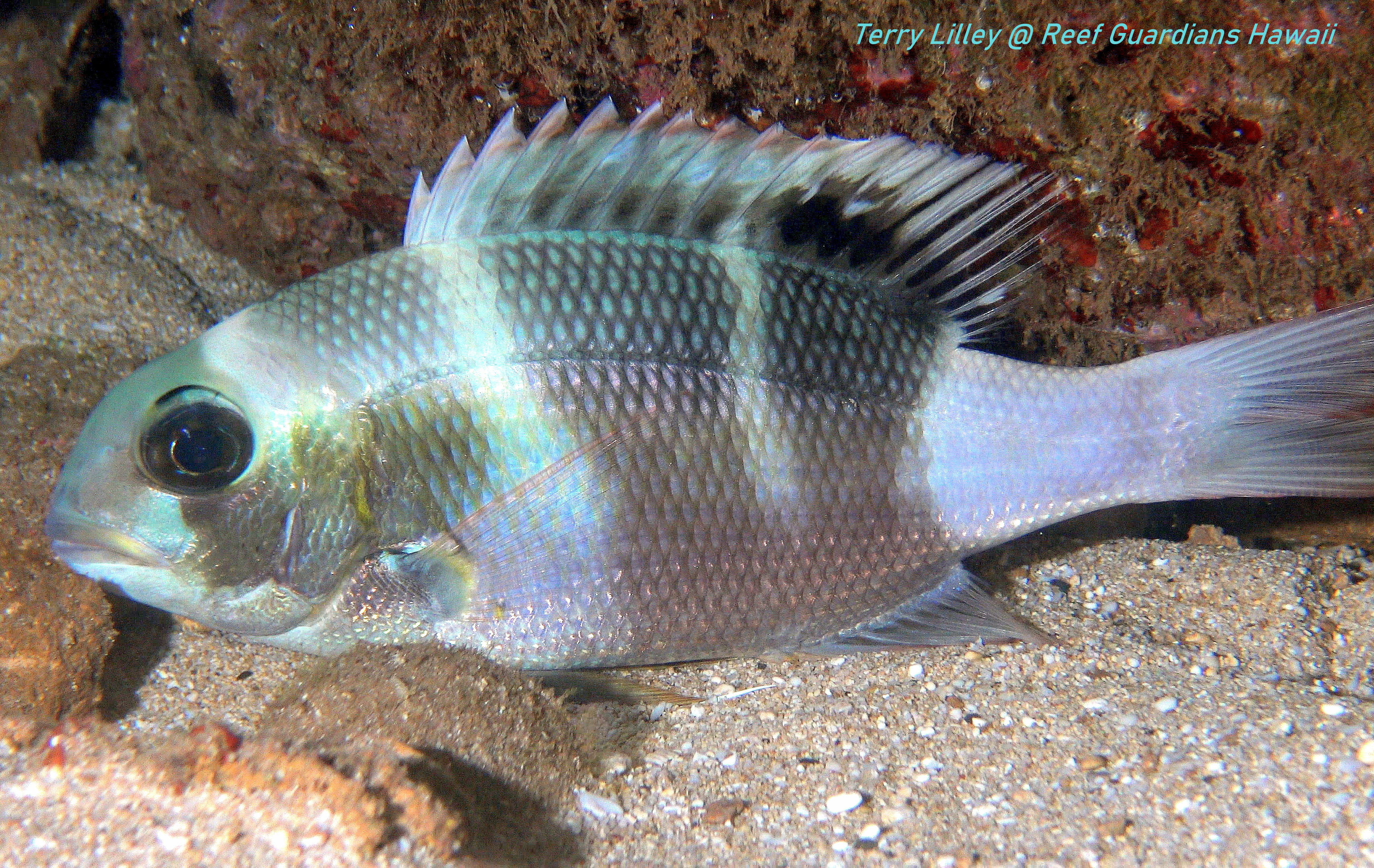 Bigeye Emperor    Juvenile