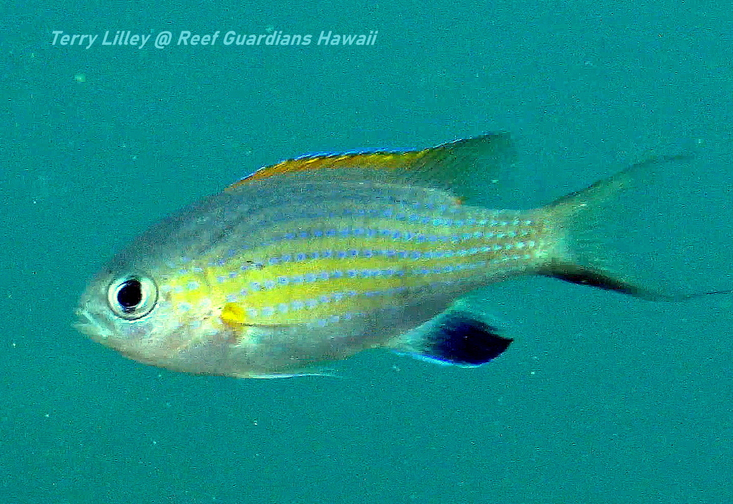 Blackfin Chromis