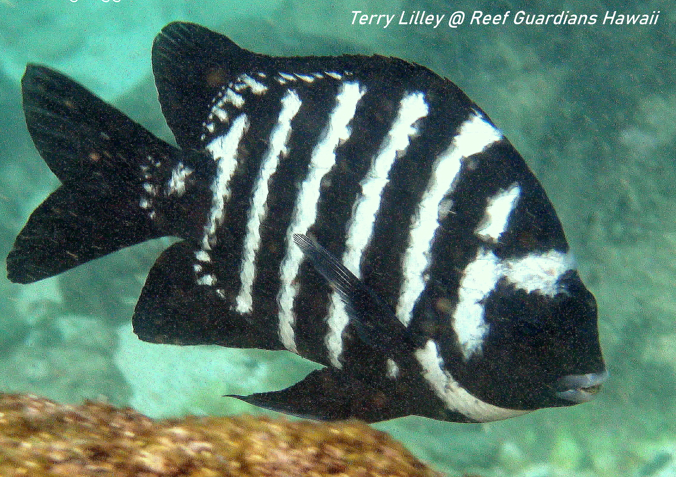 Blackspot Sergeant  Male Breeding