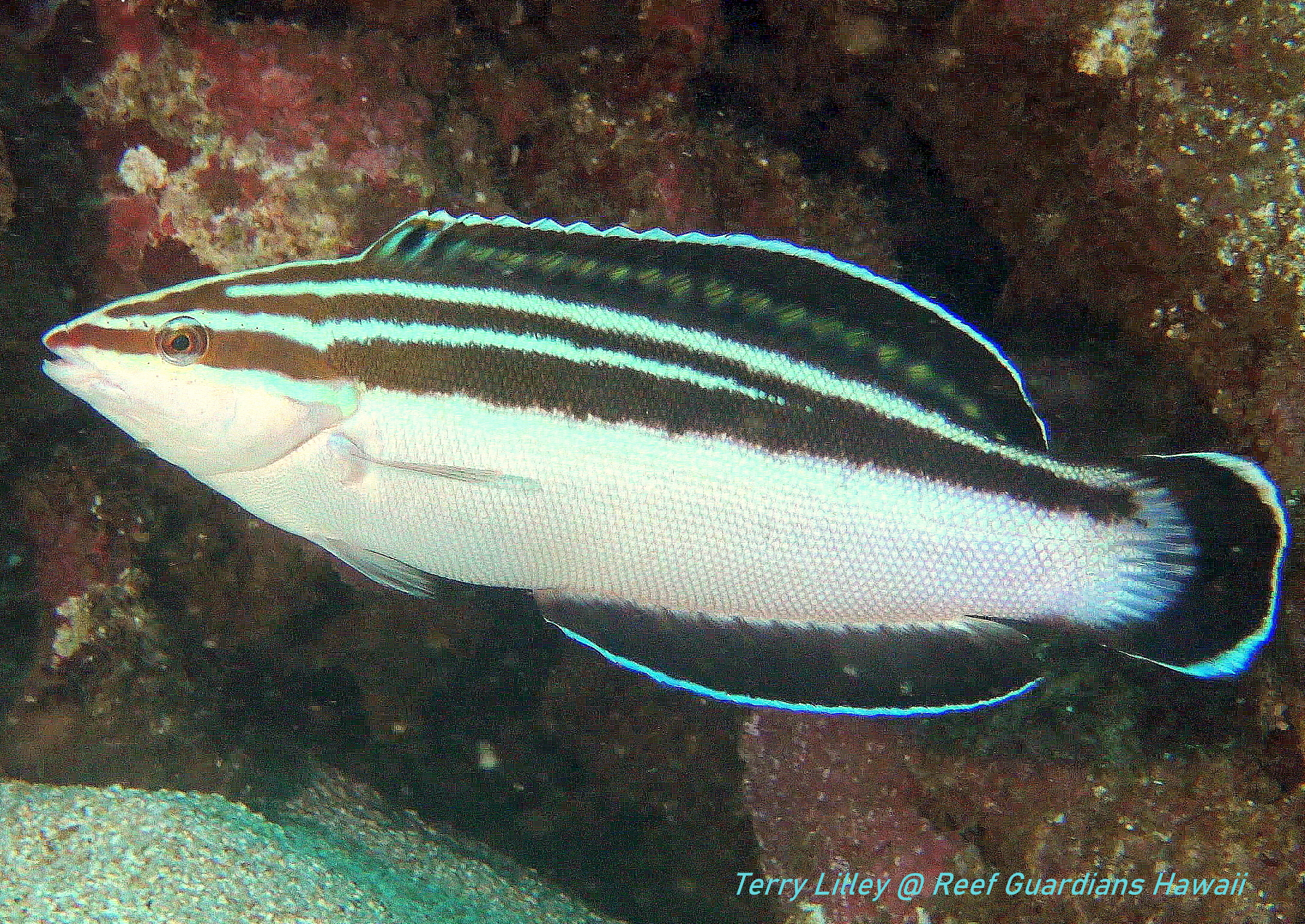 Blackstripe Coris  Female