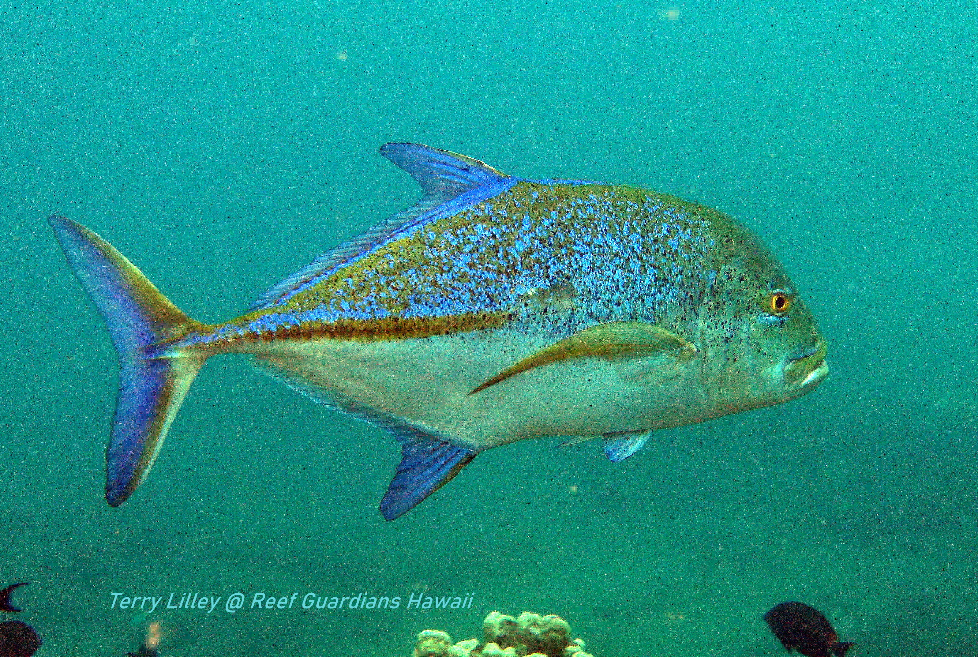 Bluefin Trevally