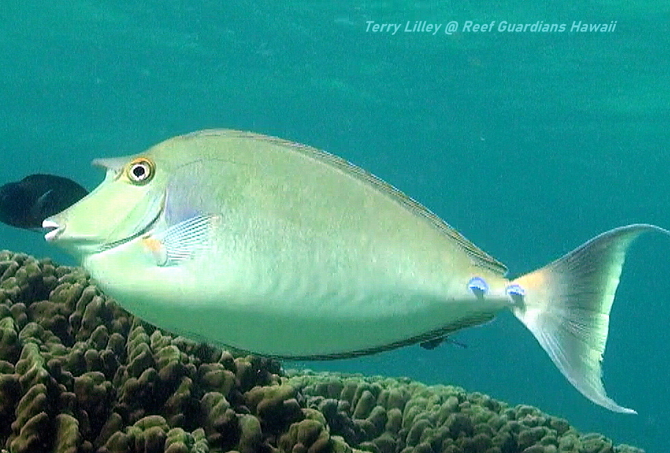 Bluespine Unicornfish