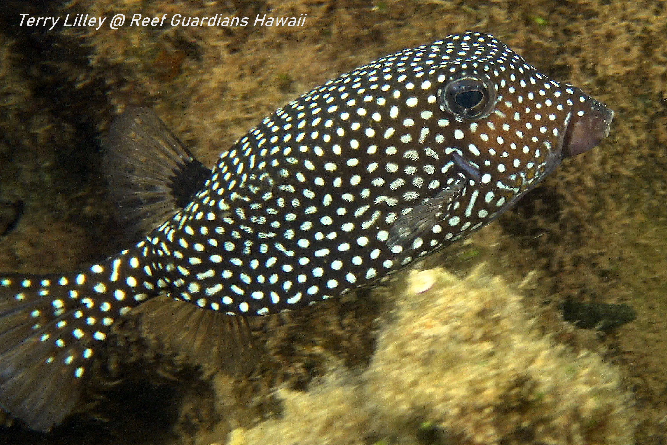 Boxfish  Female