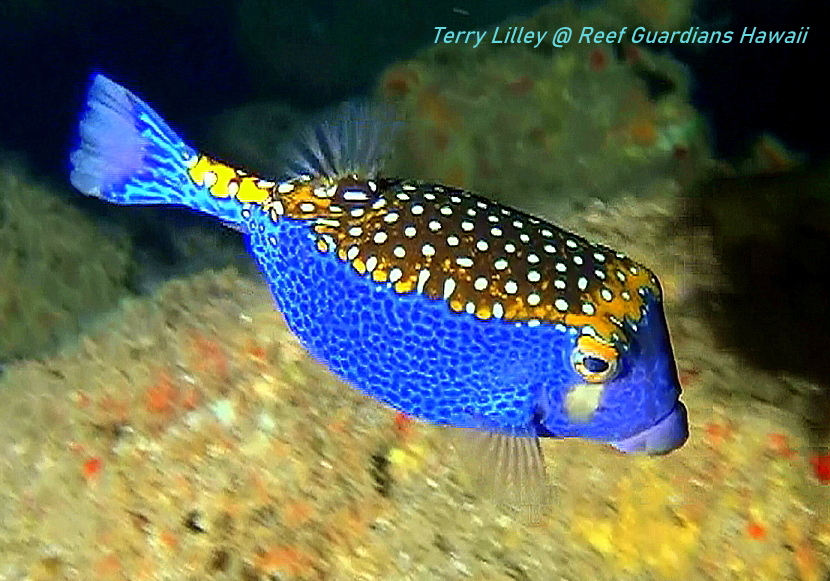 Boxfish Male