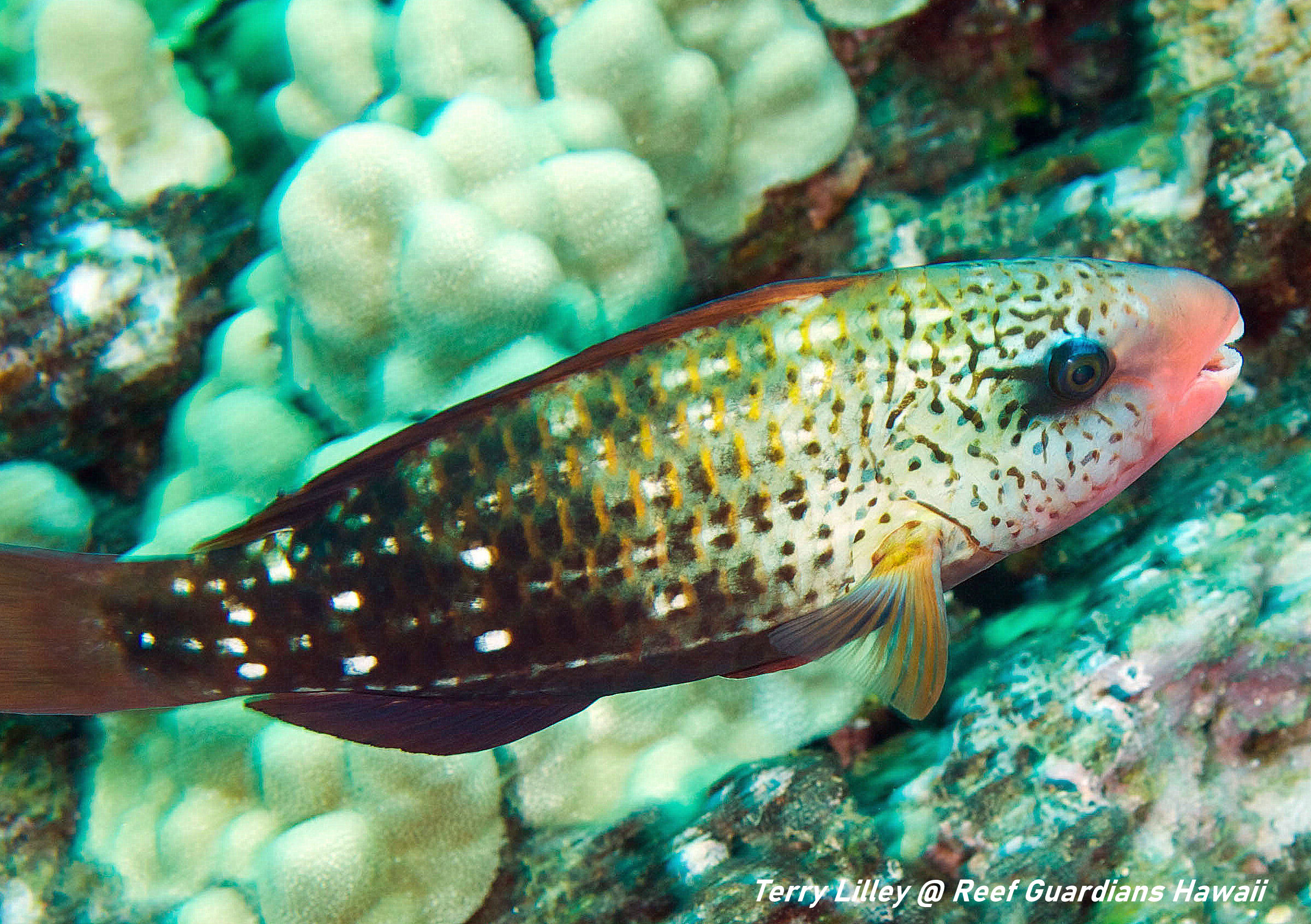 Bullethead Parrotfish Female