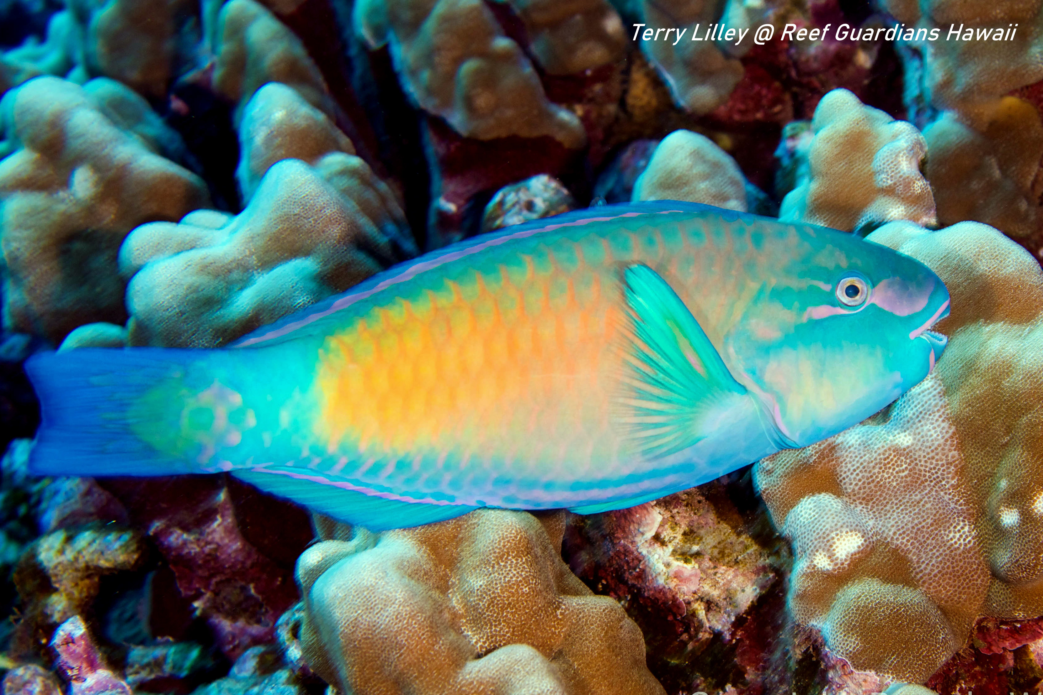 Bullethead Parrotfish   Male