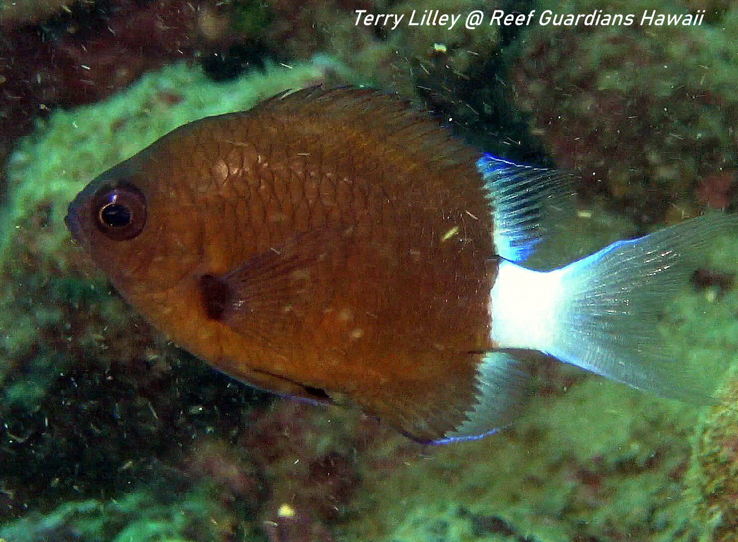 Chocolate Chromis