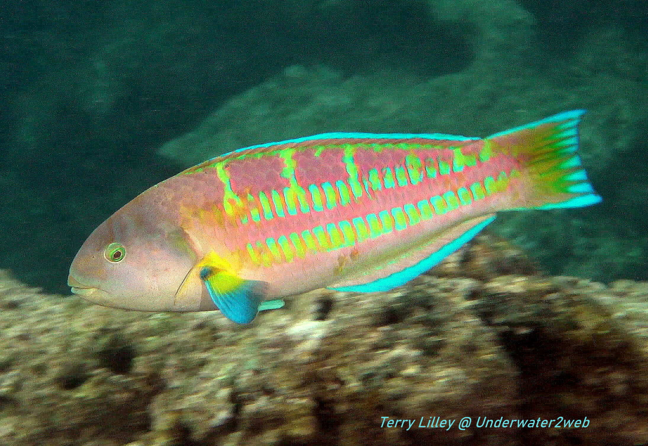 Christmas Wrasse Male