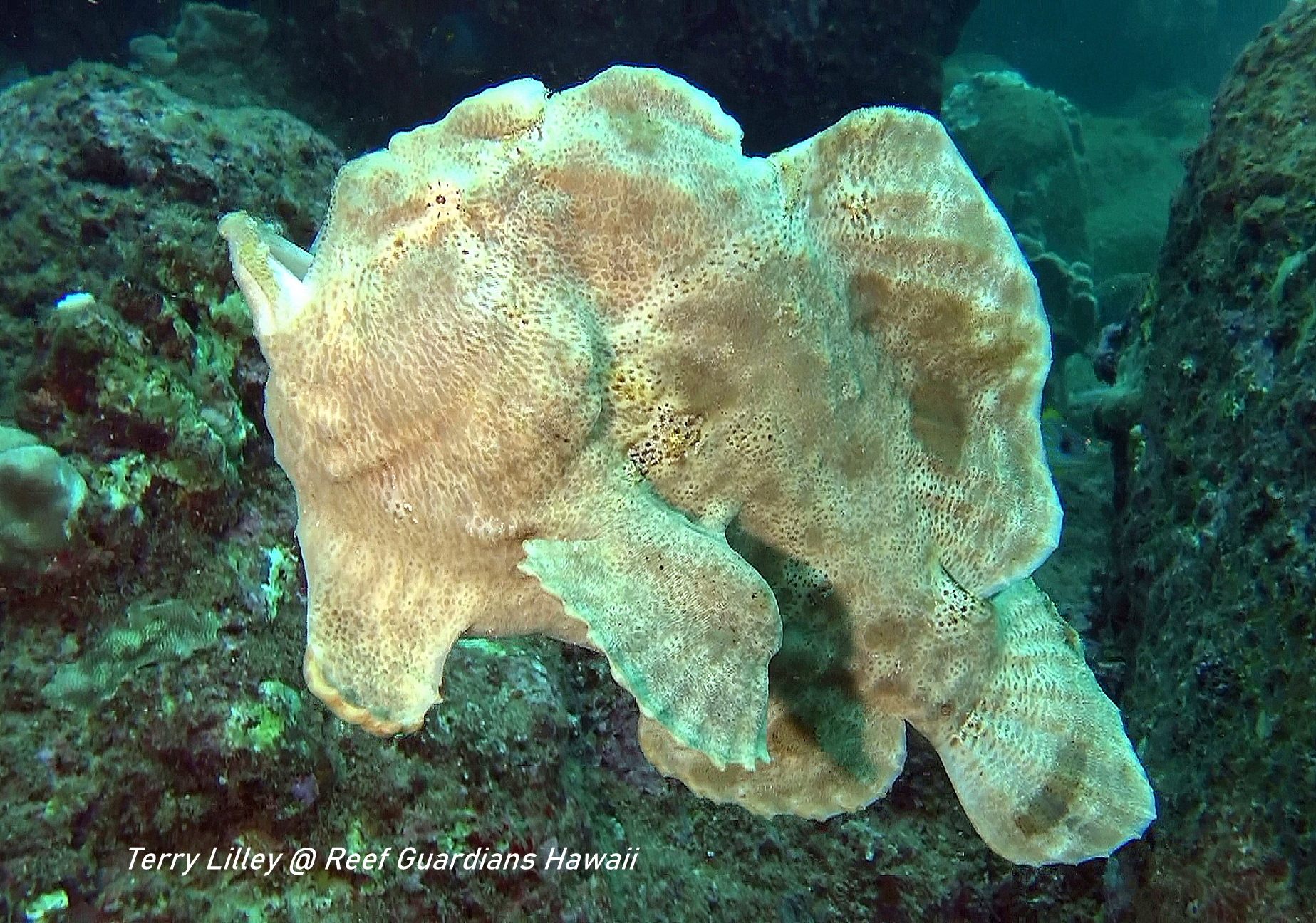 Commersons Frogfish Brown Phase