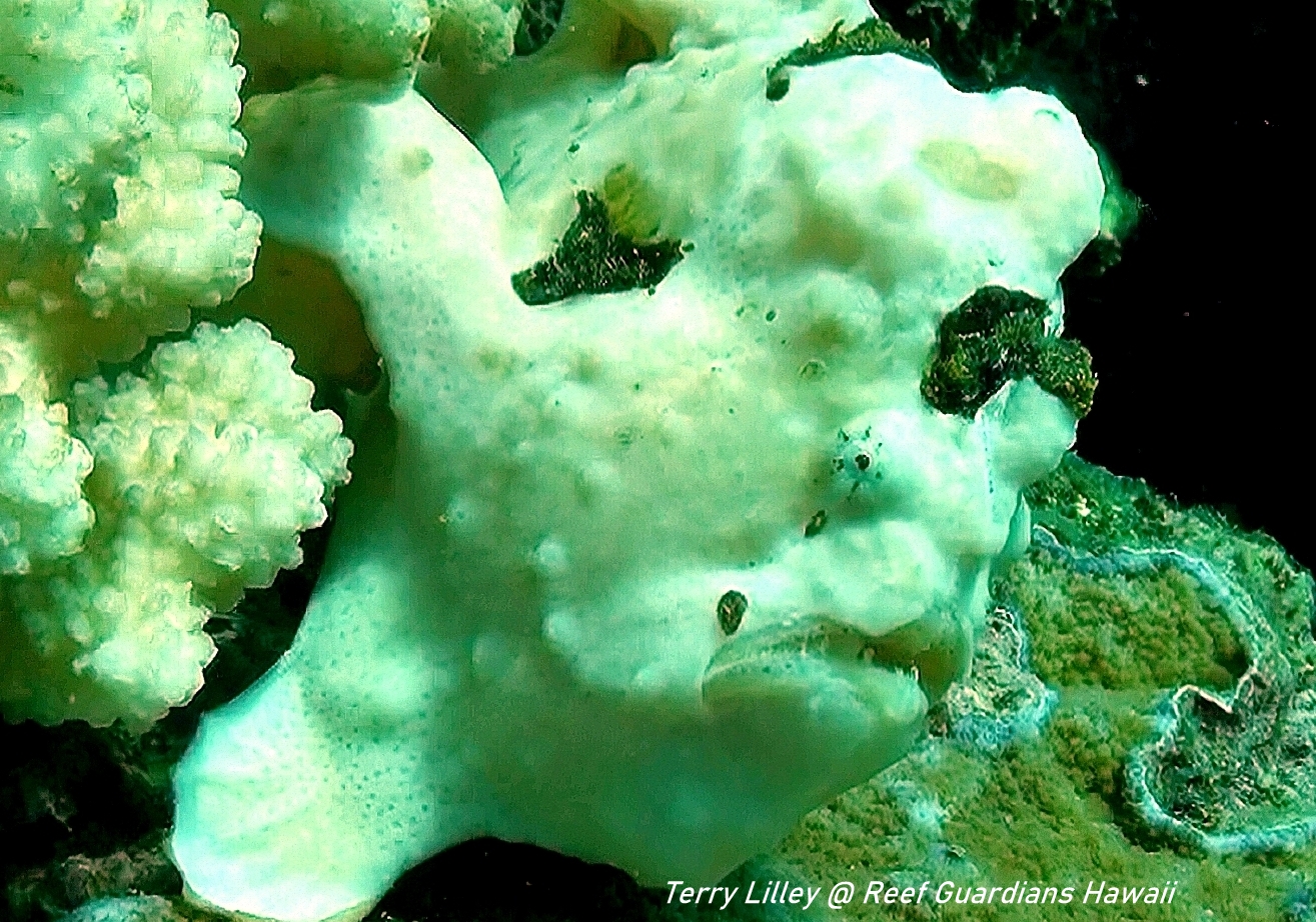 Commersons Frogfish White Phase