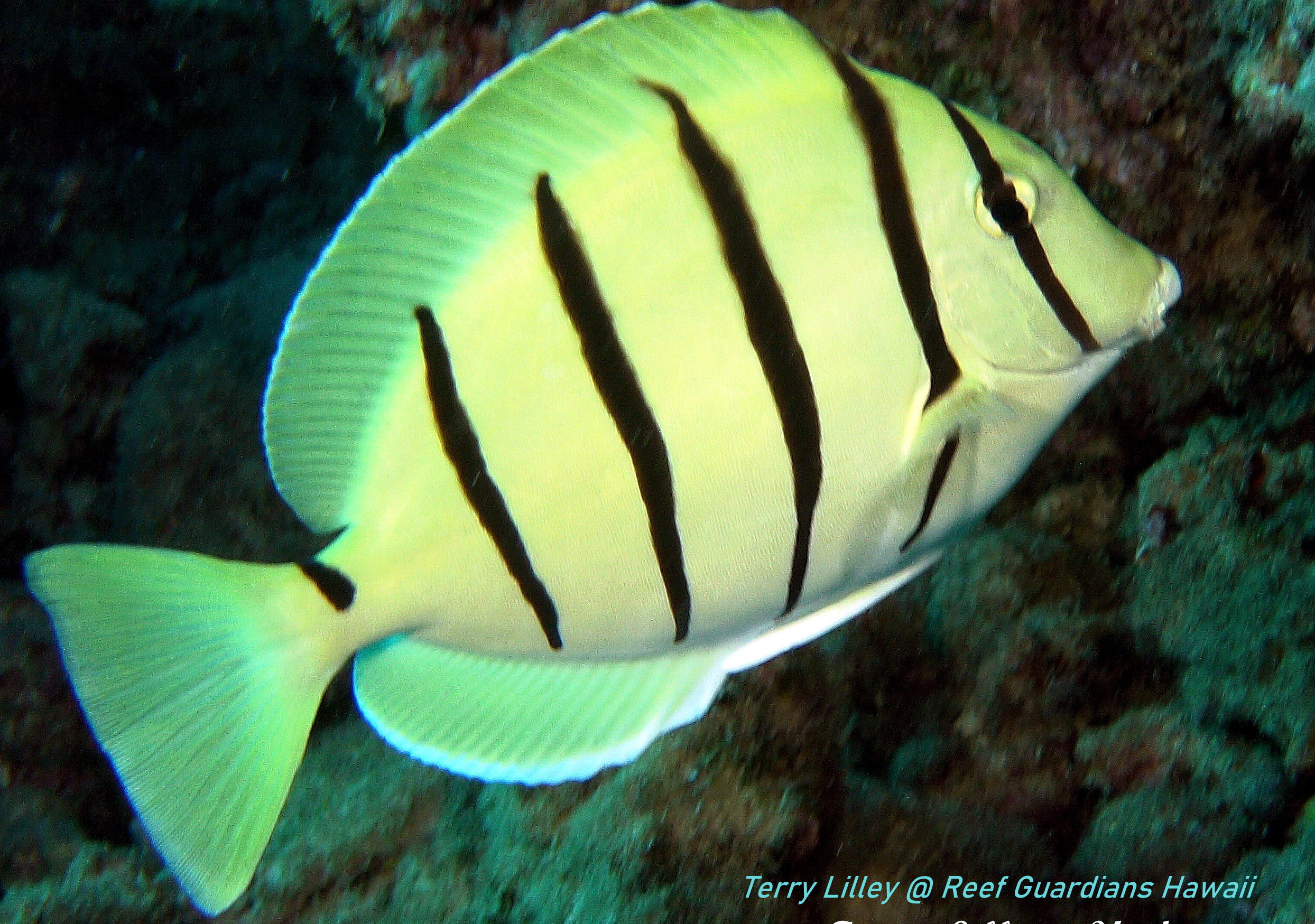 Convict Tang