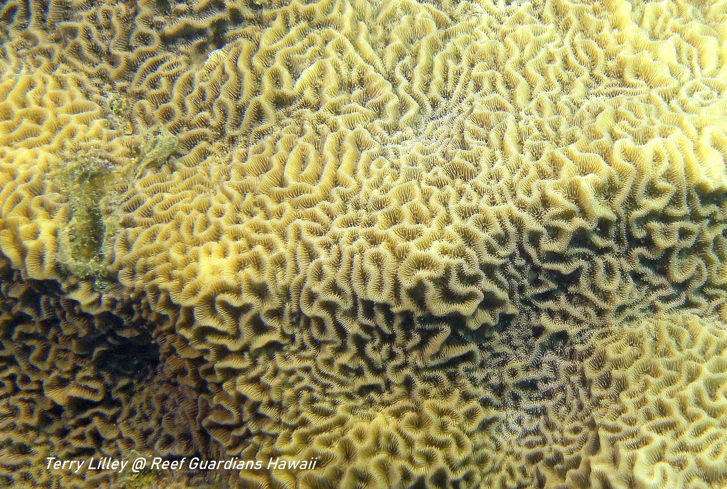 Corrugated Coral