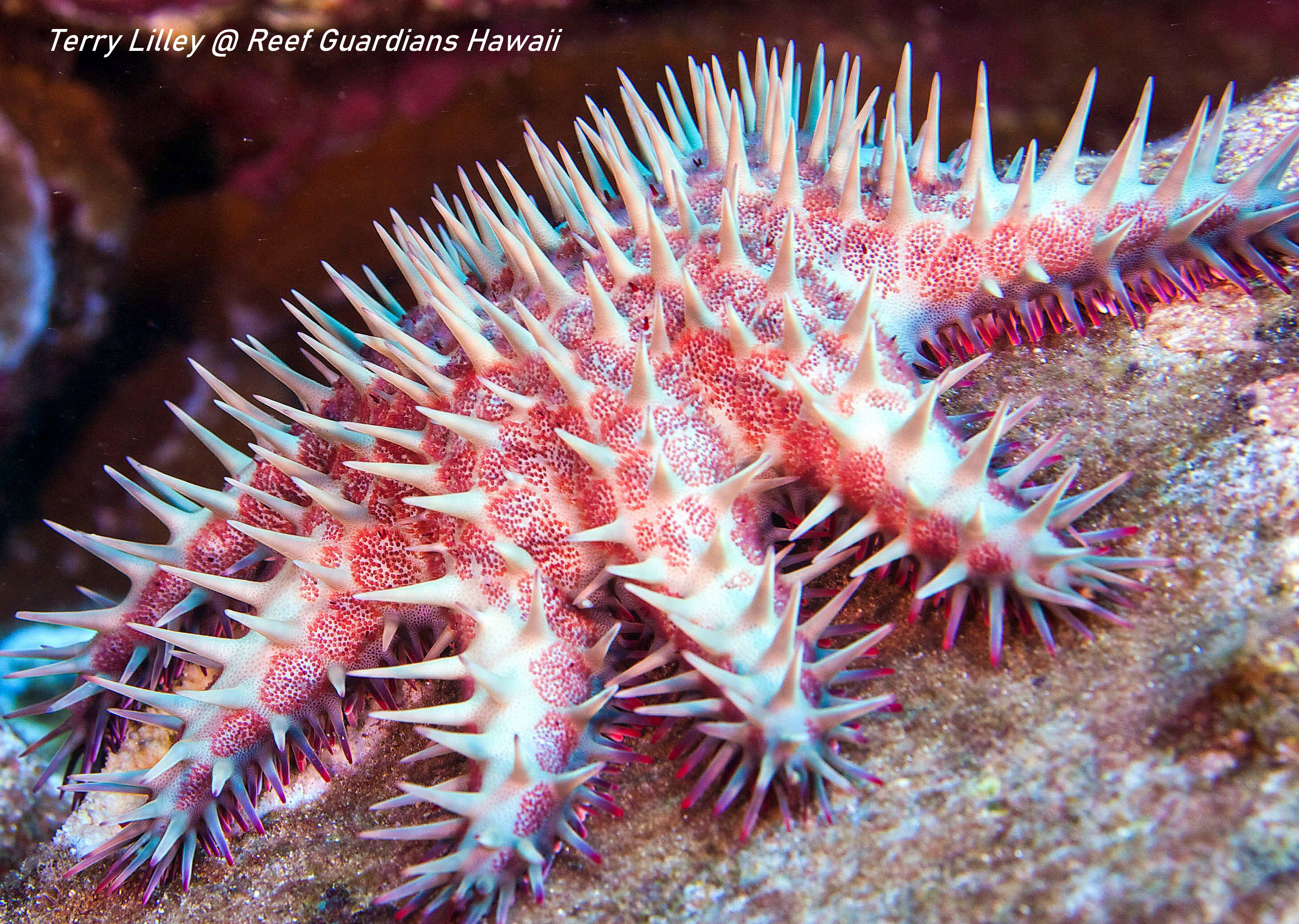 Crown-Of-Thorns Star